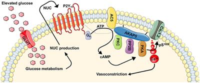 Purinergic Signaling During Hyperglycemia in Vascular Smooth Muscle Cells